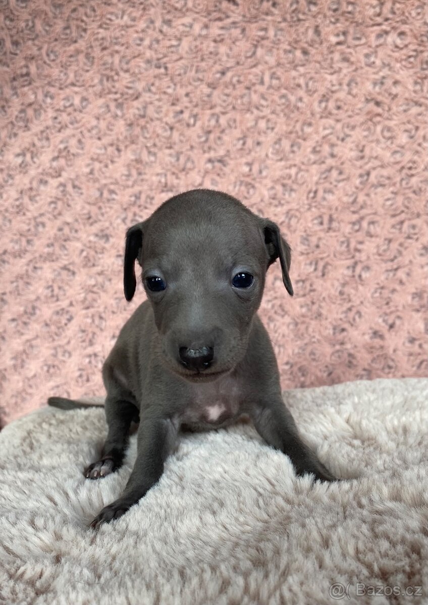 Italský chrtík - 6