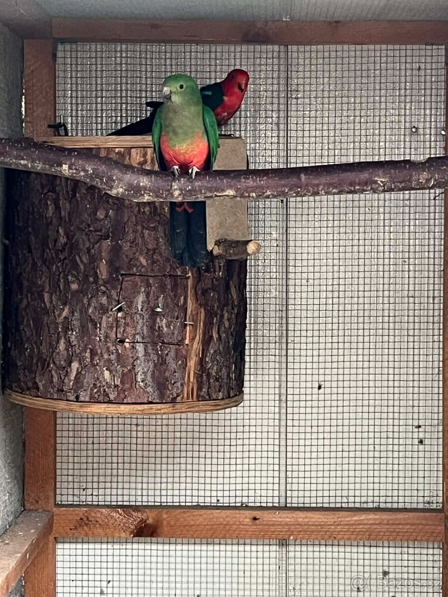 Papoušci Australie - 6