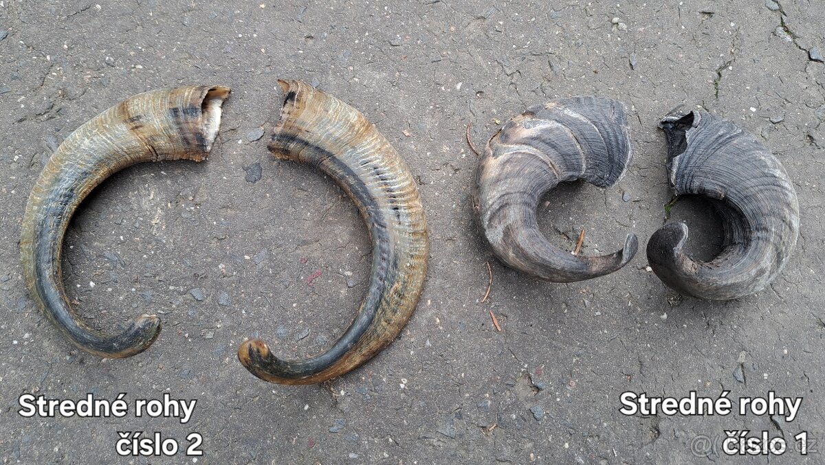 Trofeje, rohy 25-70cm - 6