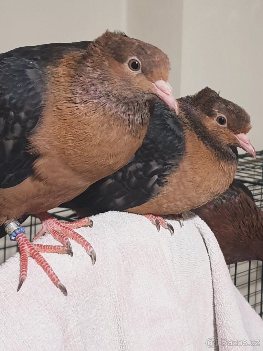 Hledáte holubího parťáka? - 6