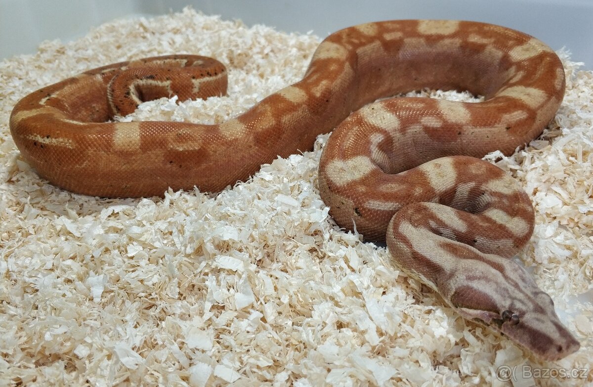 Boa imperator - Keltic VPI Sunglow, Aztec VPI Sunglow - 6