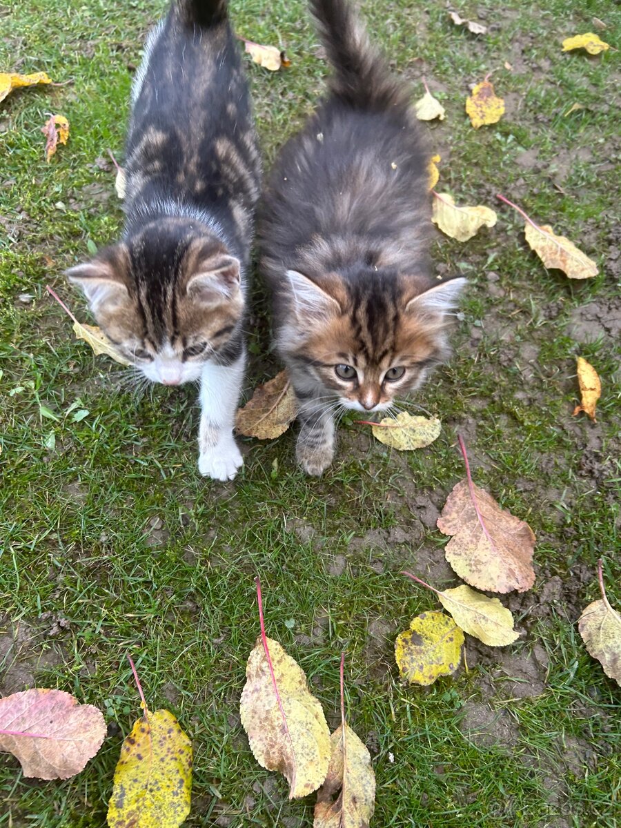 Darujeme koťátka - 6