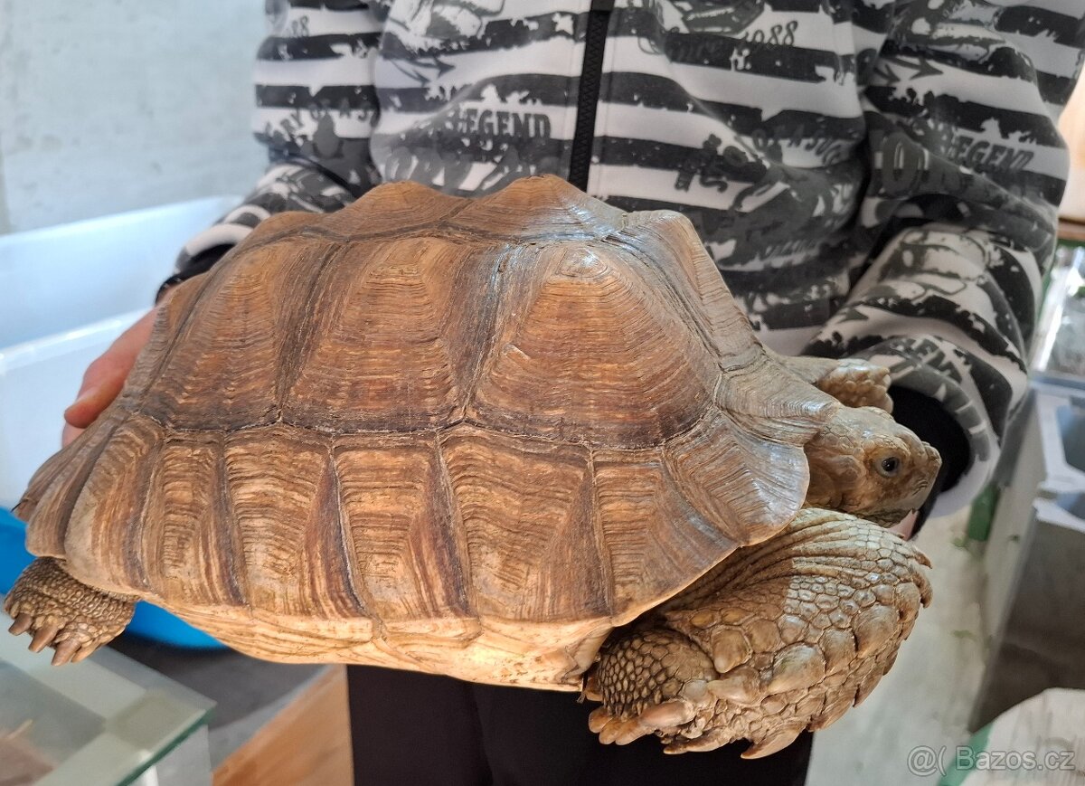 Želva ostruhatá (Centrochelys sulcata) chovný pár. - 6