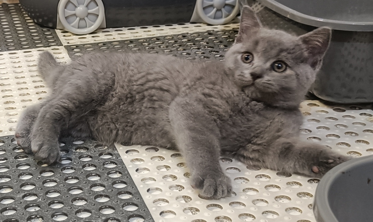 Britská koťata - 6