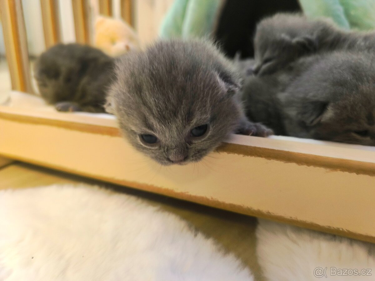Britská koťátka k rezervaci.Tri kocourci. - 6