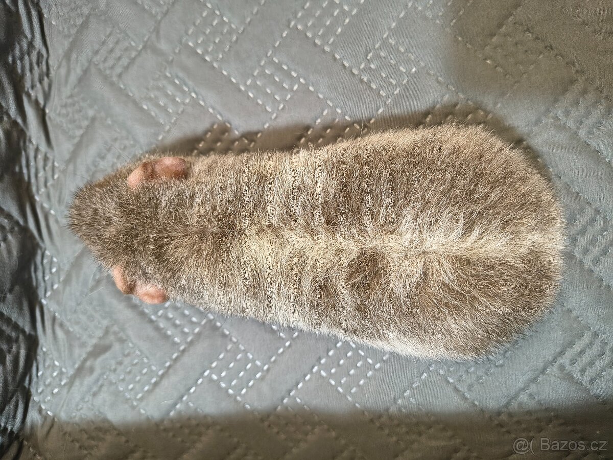 Morče samec hladký a US Teddy - 6