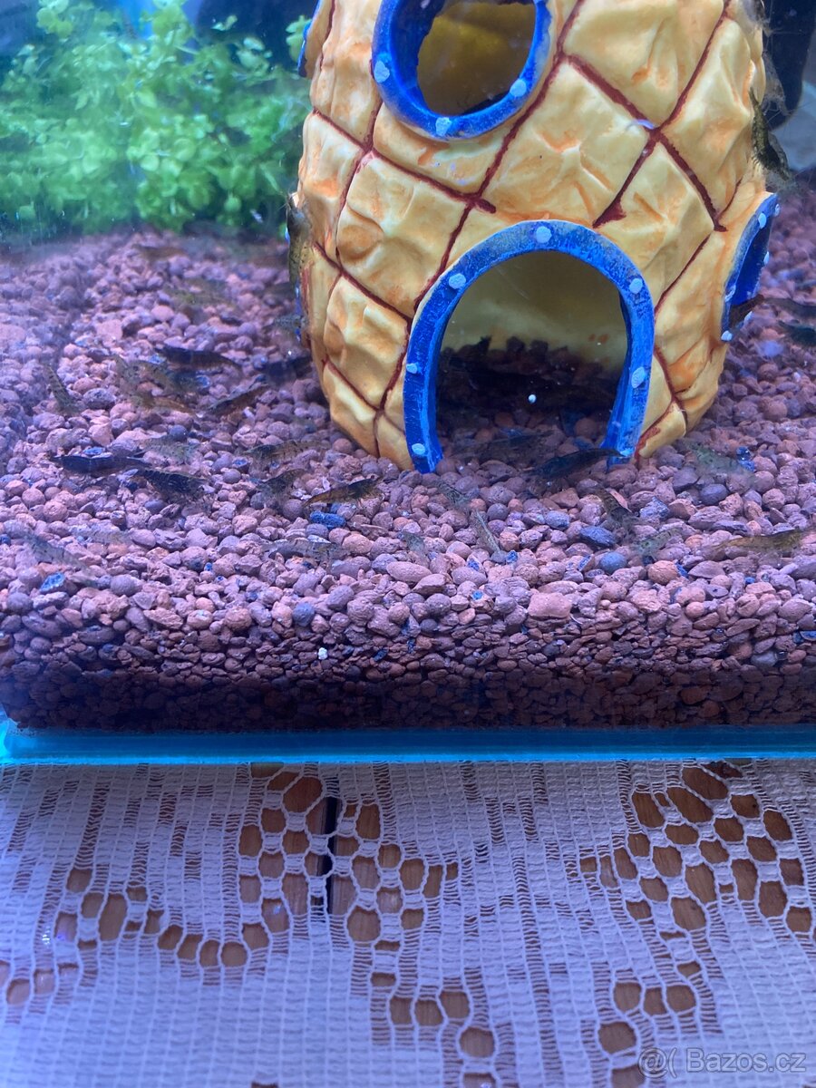 Krevetky Neocaridina (sladkovodní) - 6