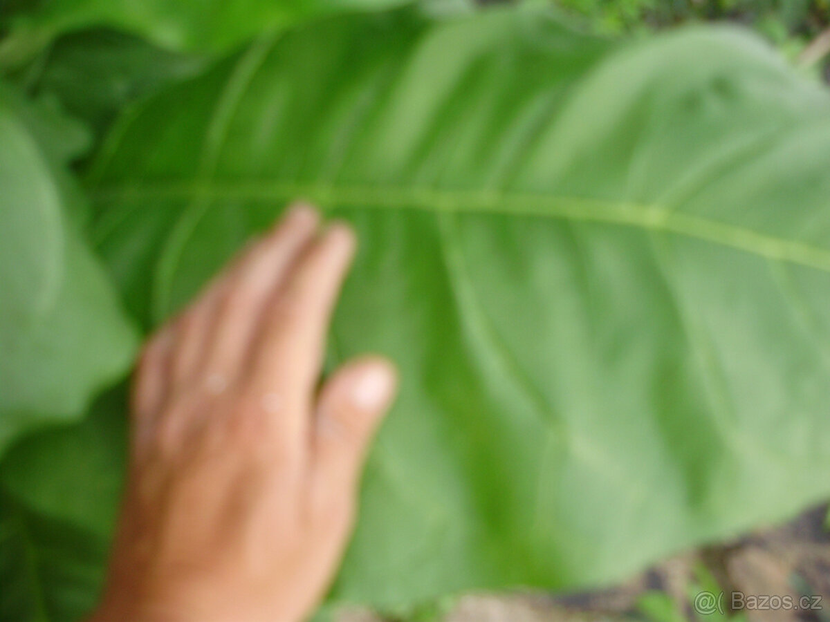 Virginský tabák semínka - 6