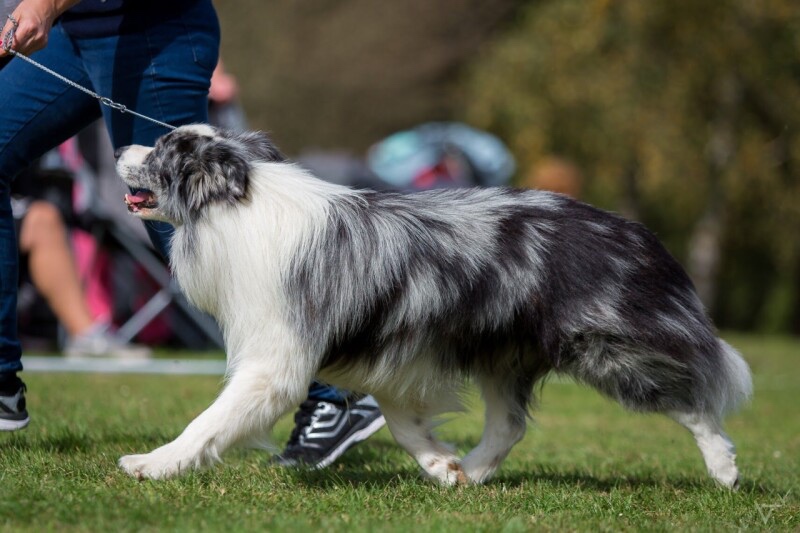 Border kolie štěně s PP - 6