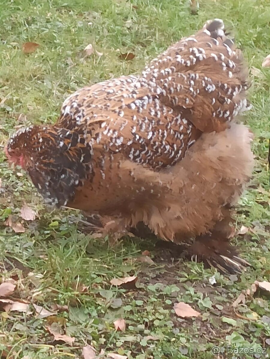 Brahmánka velká - 6