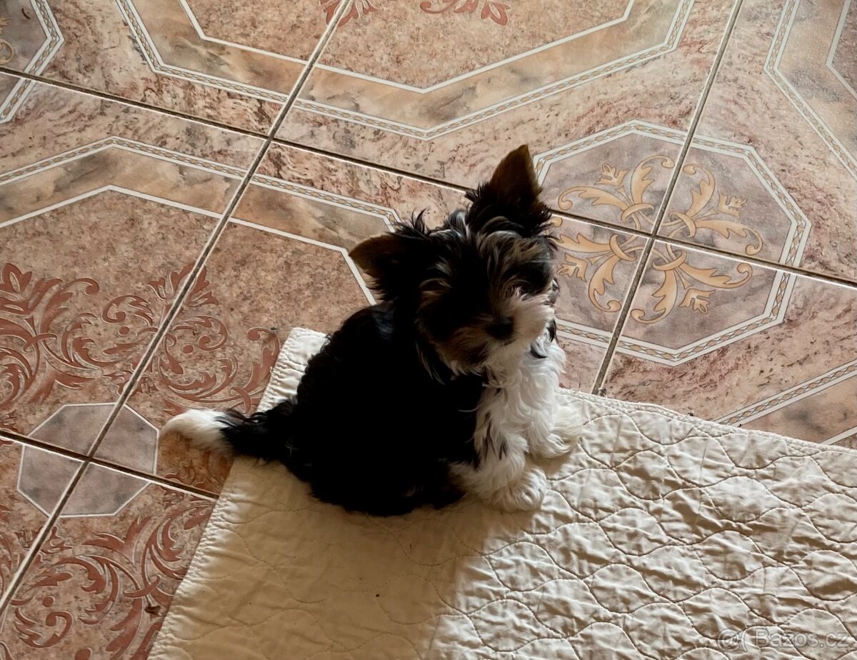 Biewer jorkširský teriér - 6