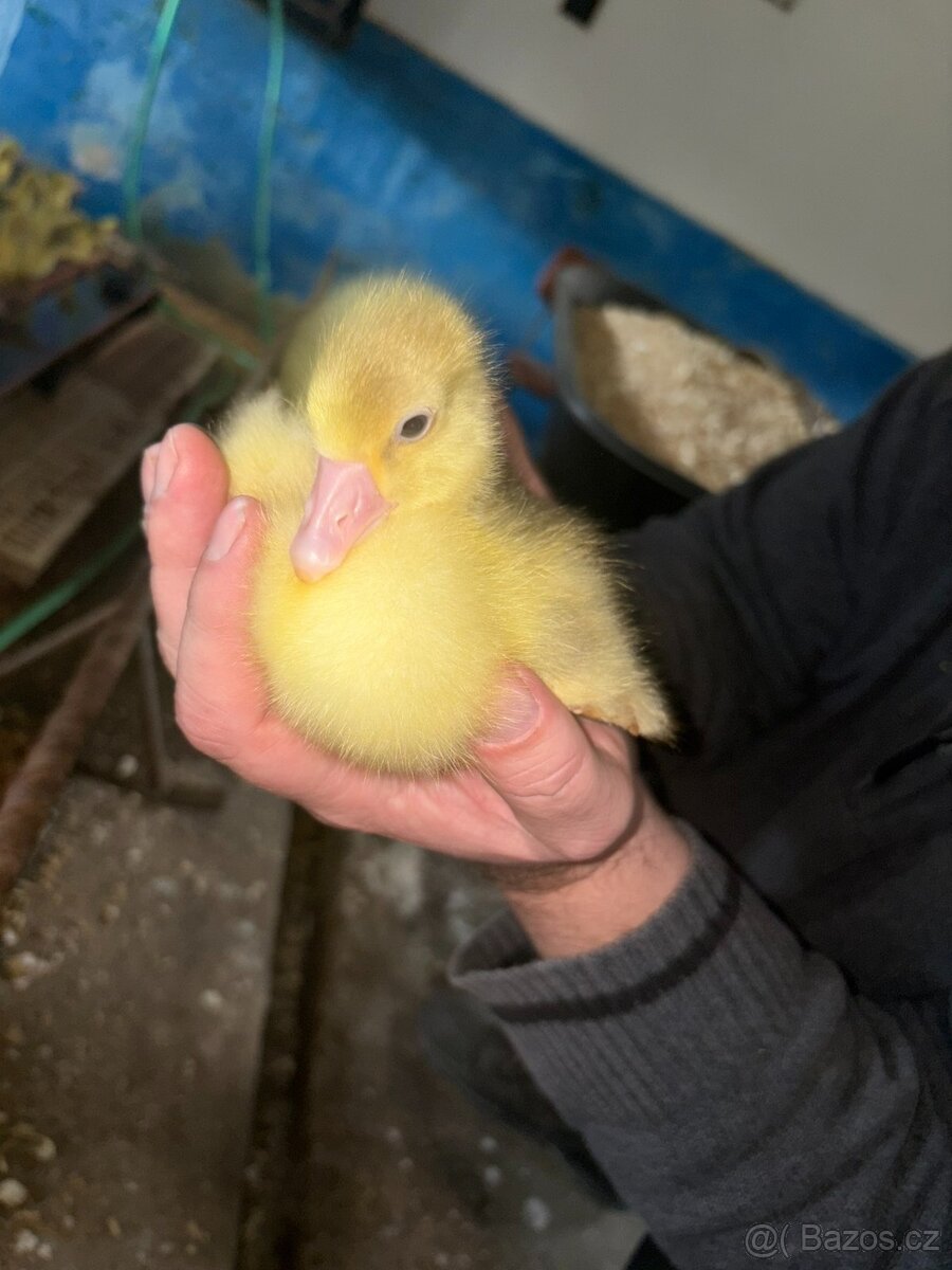 Káčata,housata,mulardi - 6