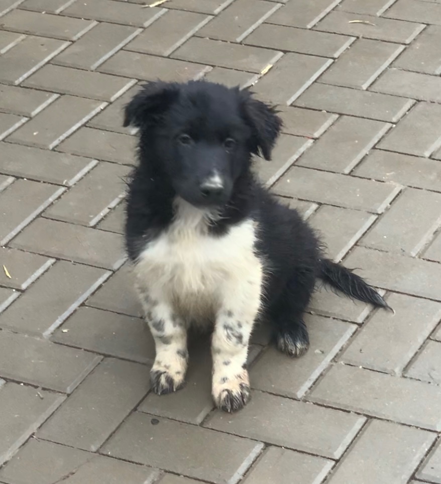 Jorkšírský teriér - 6