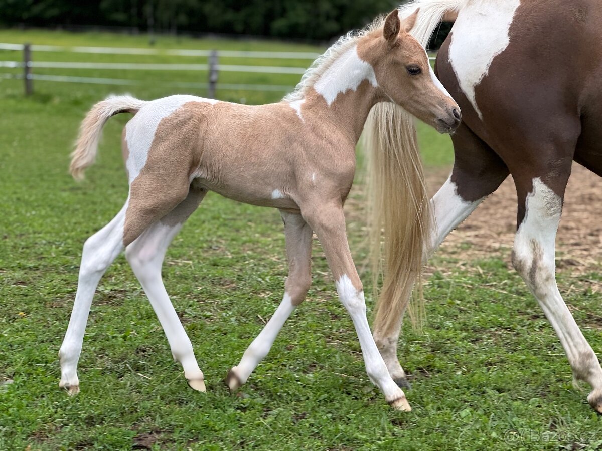 Pony hřebeček nar. 31.5.2025 - 6