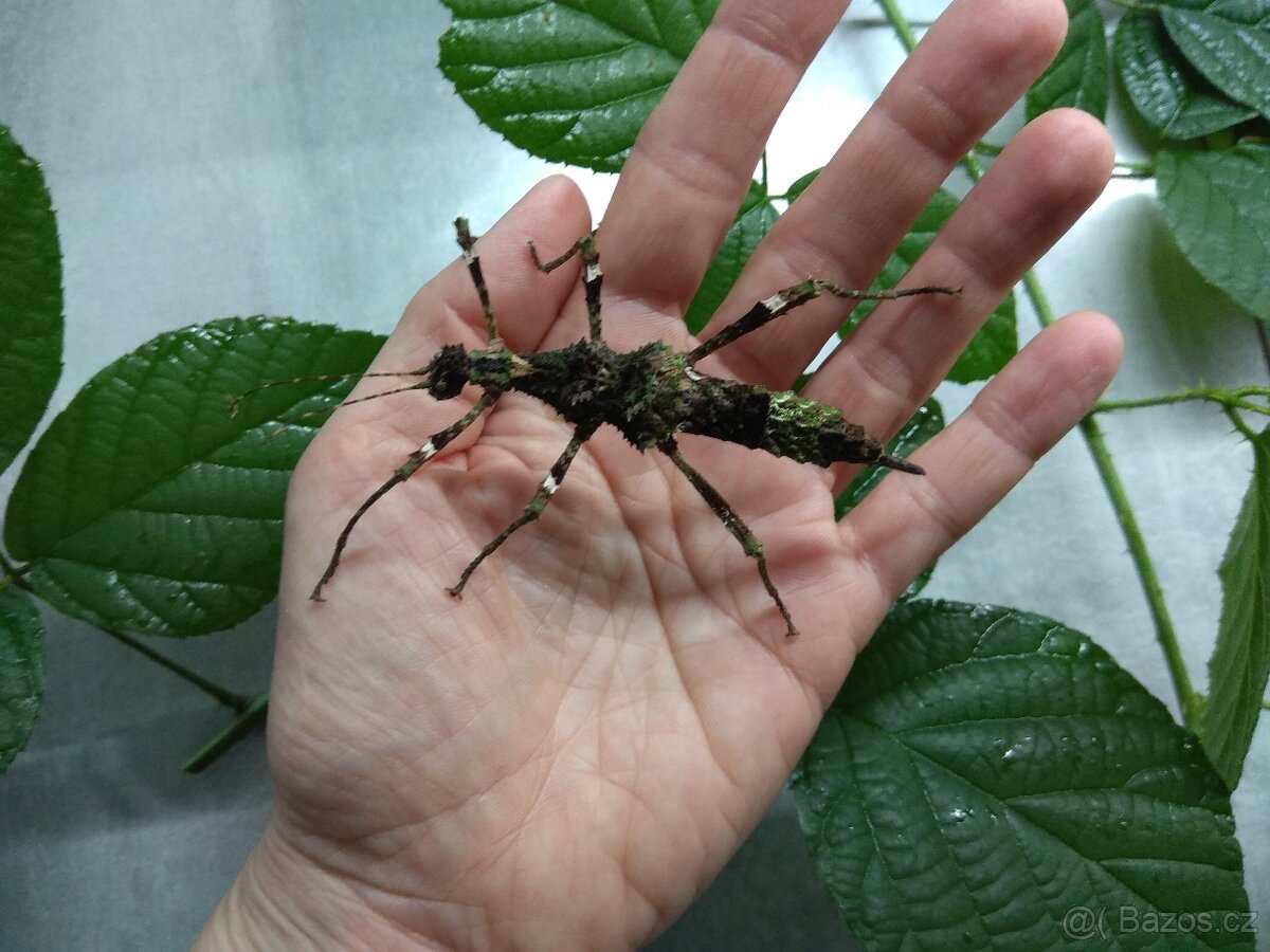 Strašilky a pakobylky - 6