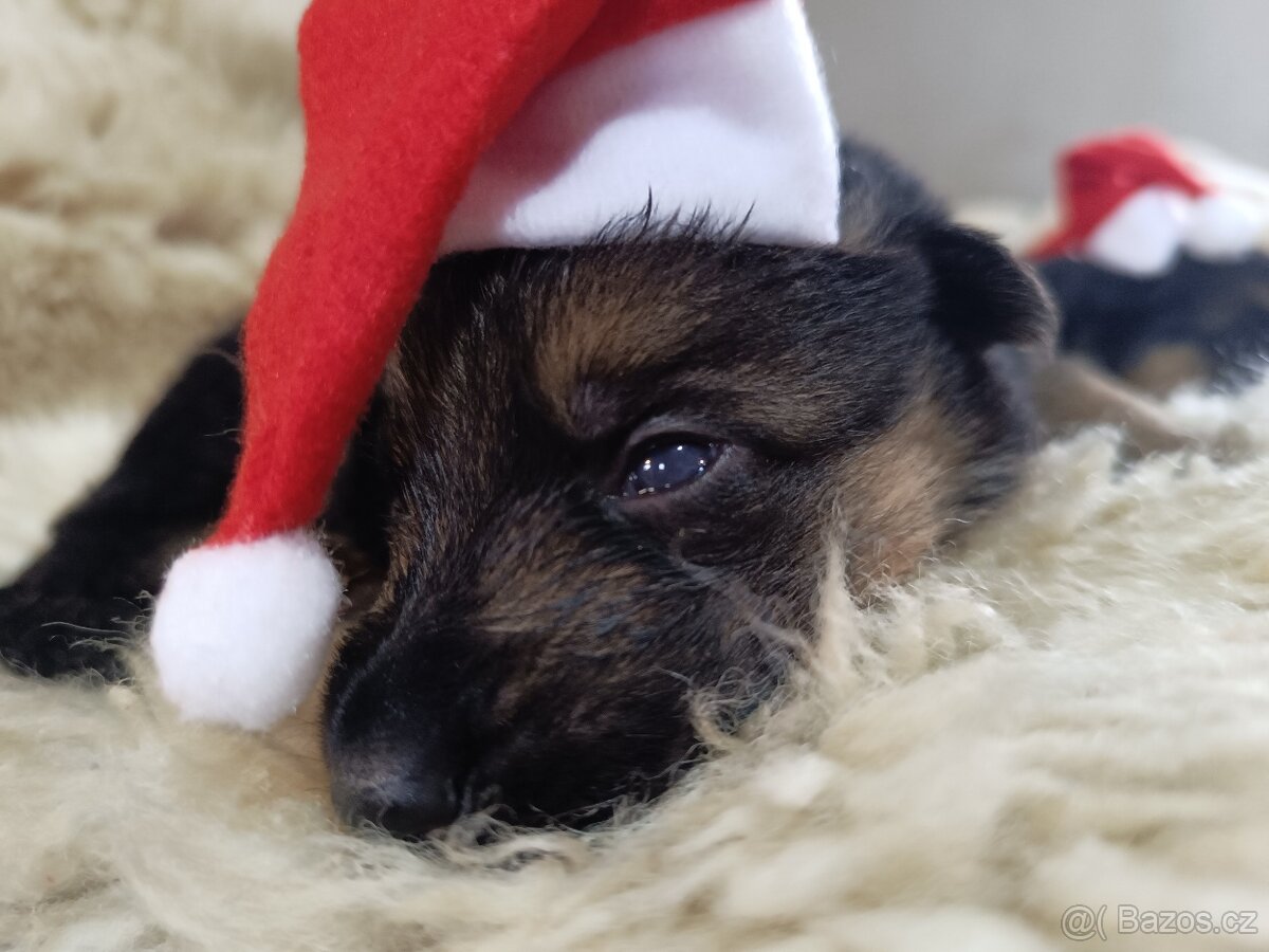 ŠTĚŇATA NĚMECKÉHO OVČÁKA TYPU REX - 6