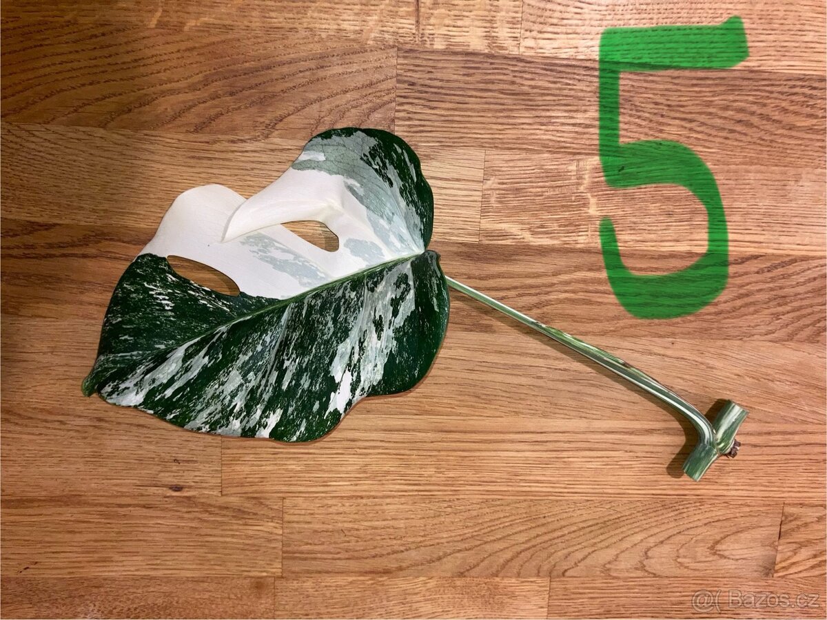 VYPRODÁNO Monstera albo variegata panašovaná bílá deliciosa - 6