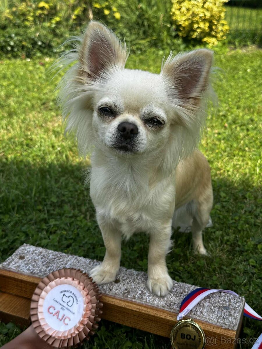 Čivava dlouhosrstá PP FCI - 6