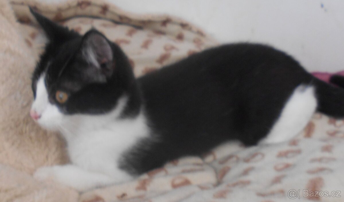 Bíločerná 4měsíční Amálka, čilá, hravá, veselá hledá domov. - 6
