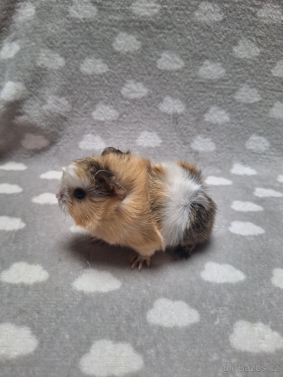 Morče, morčátko, morčata, rozeta - 6