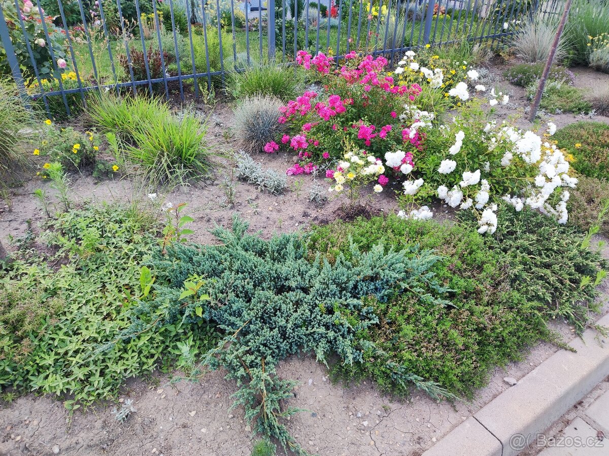 Různé skalničky z předzahrádky - 6