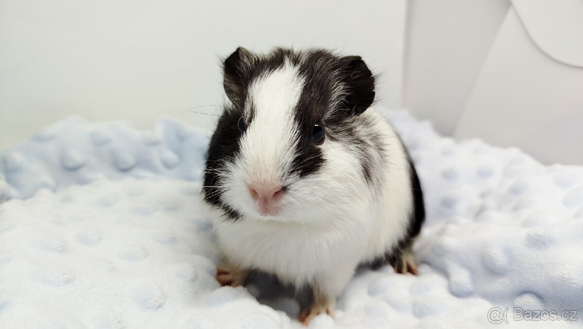 Morče, Morčata, Morčátko, Morčátka - BETTY - 6