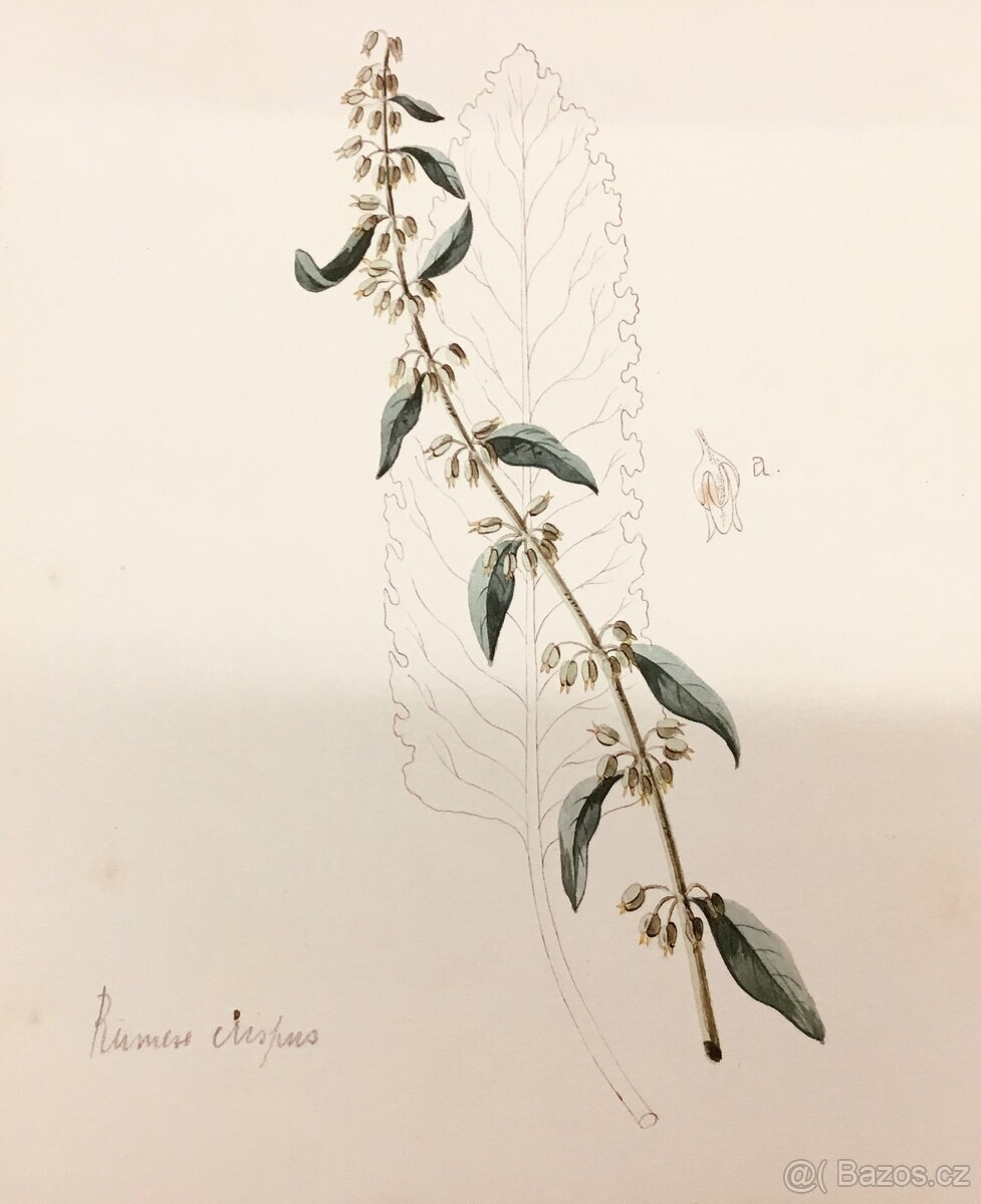 90 originalnich maleb rostlin z roku 1900 - 6