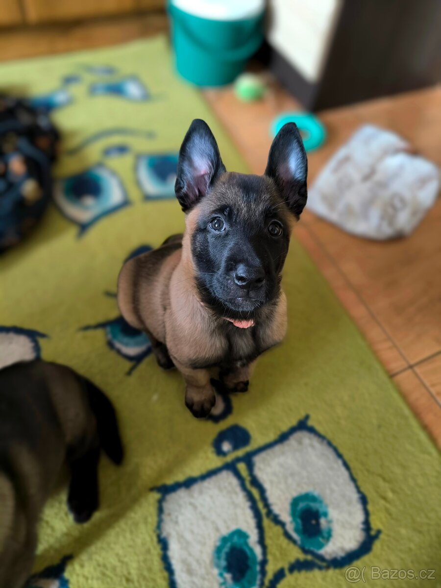 Belgický ovčák malinois s pp - 6