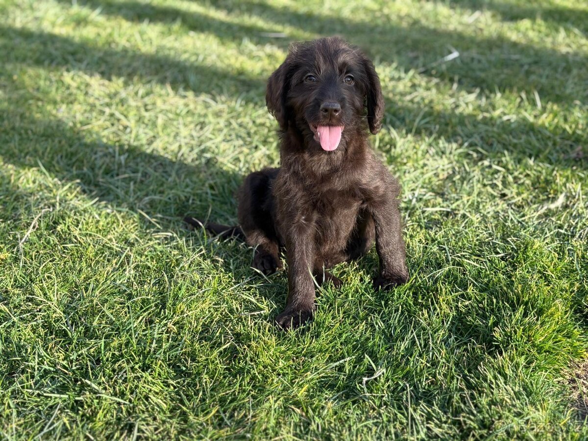Labradoodle (goldendoodle) - 6