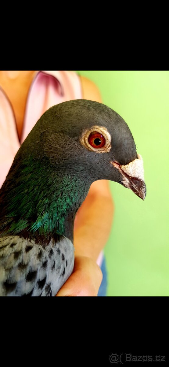 Poštovní Holubi - 6