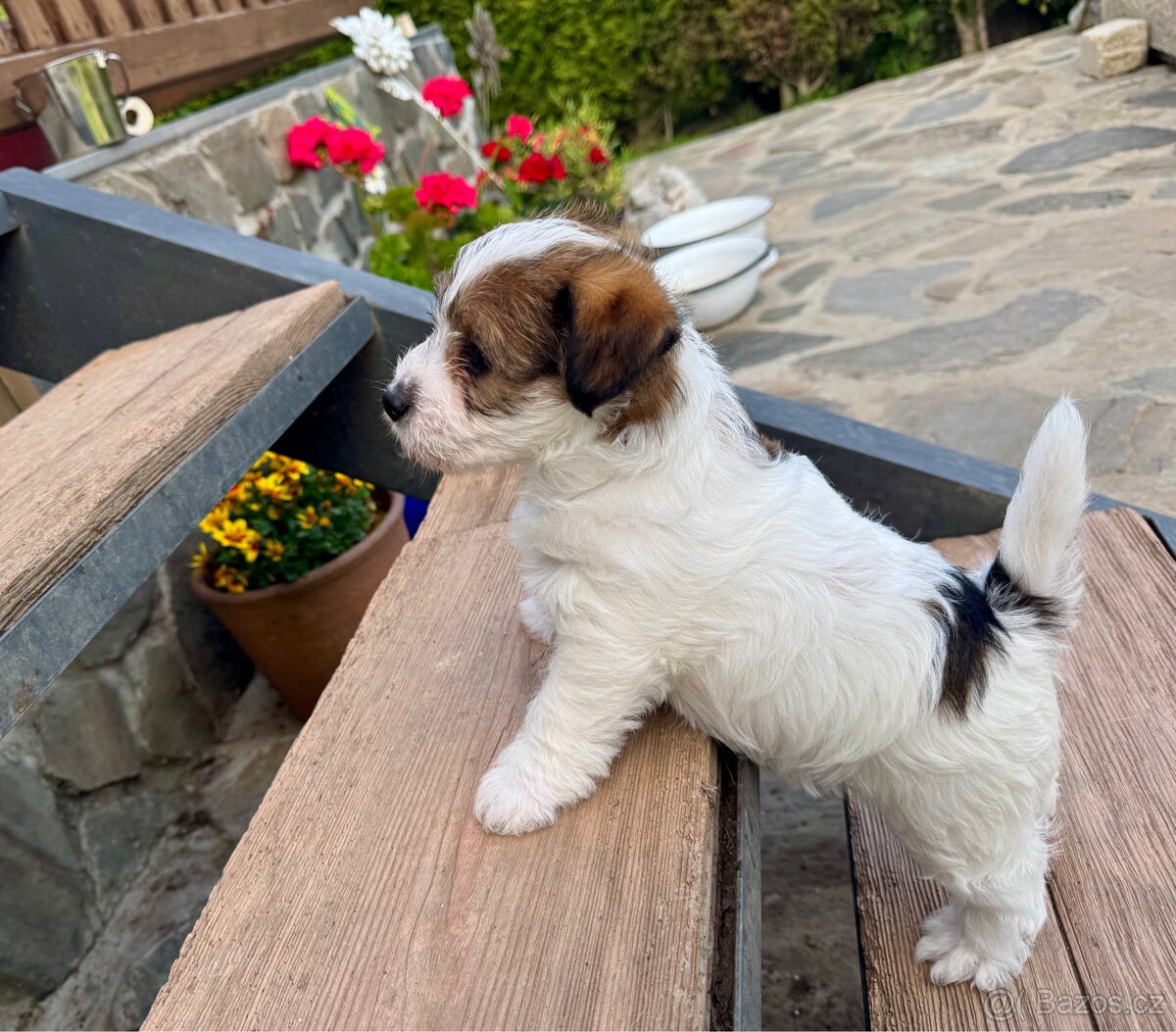 Jack Russell terier - stenata s PP - 6