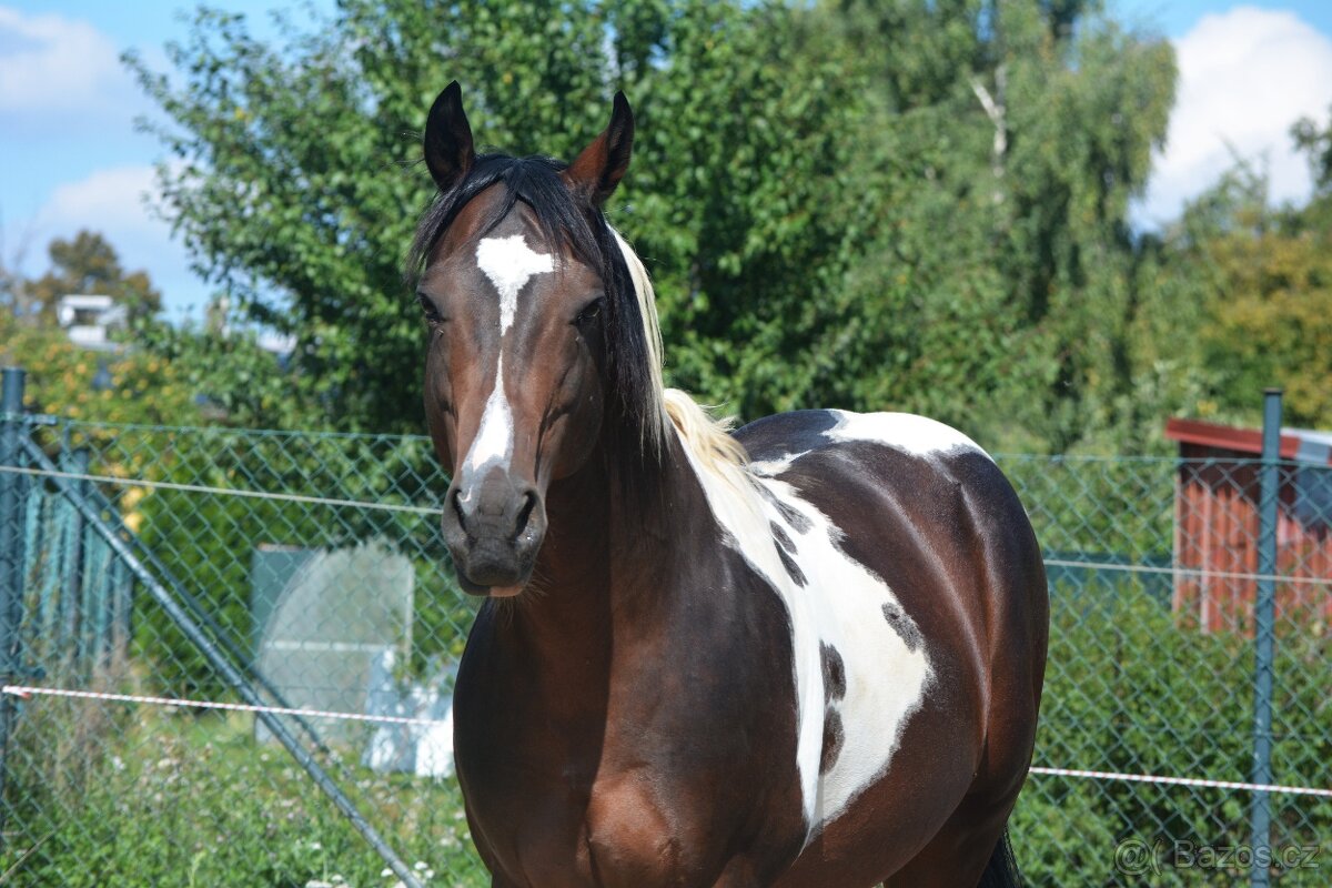 7 letý hřebec APH - 6