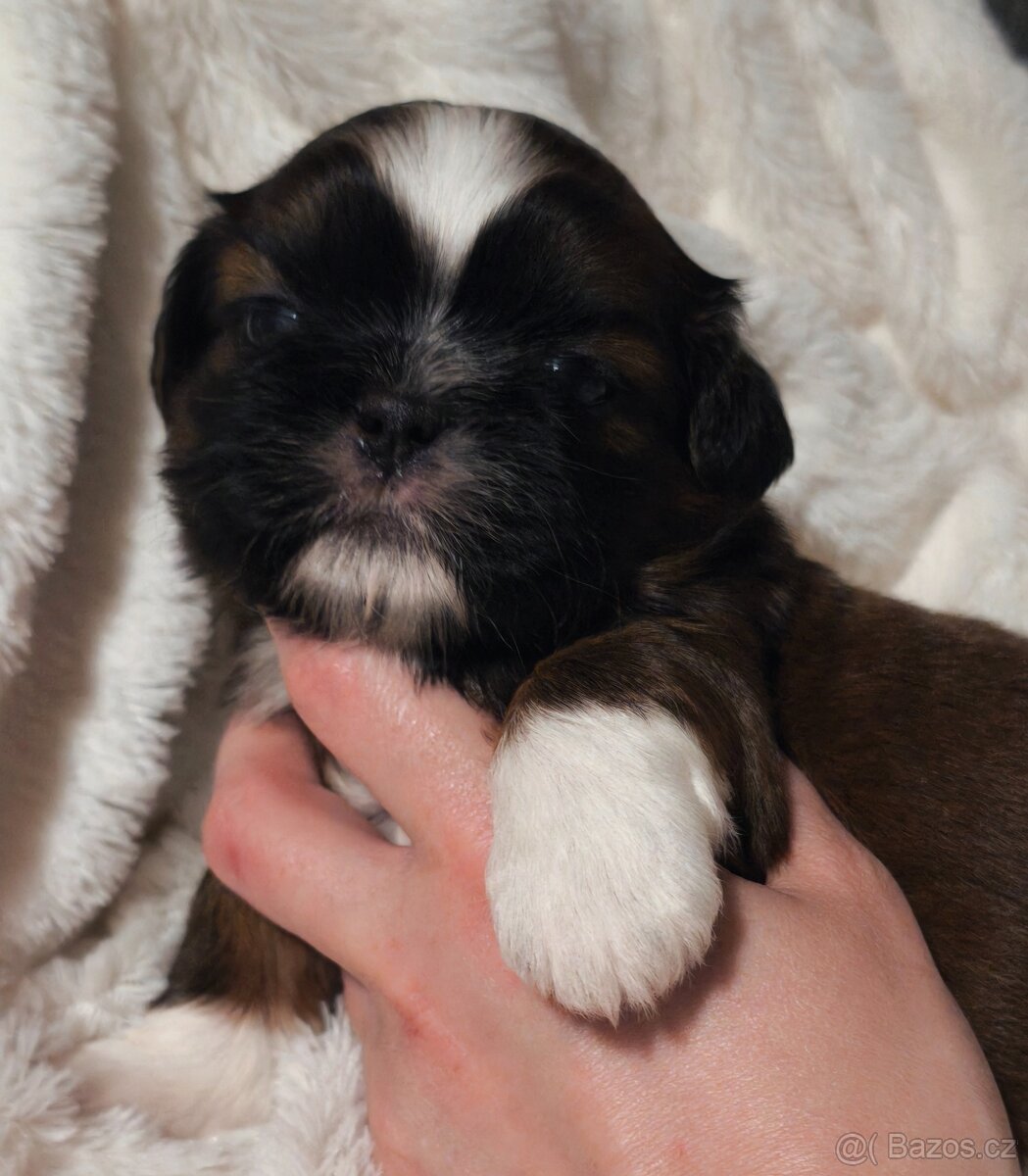 Štěňátka Shih-tzu s PP(shi-tzu, shihtzu) - 6