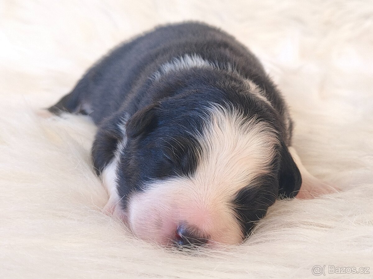 Australský ovčák s PP - fenečky k rezervaci - 6