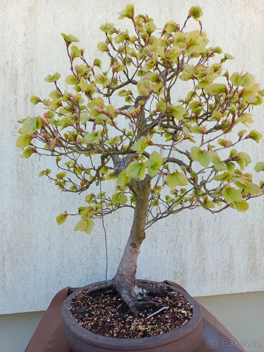 bonsai, bonsaj - 6