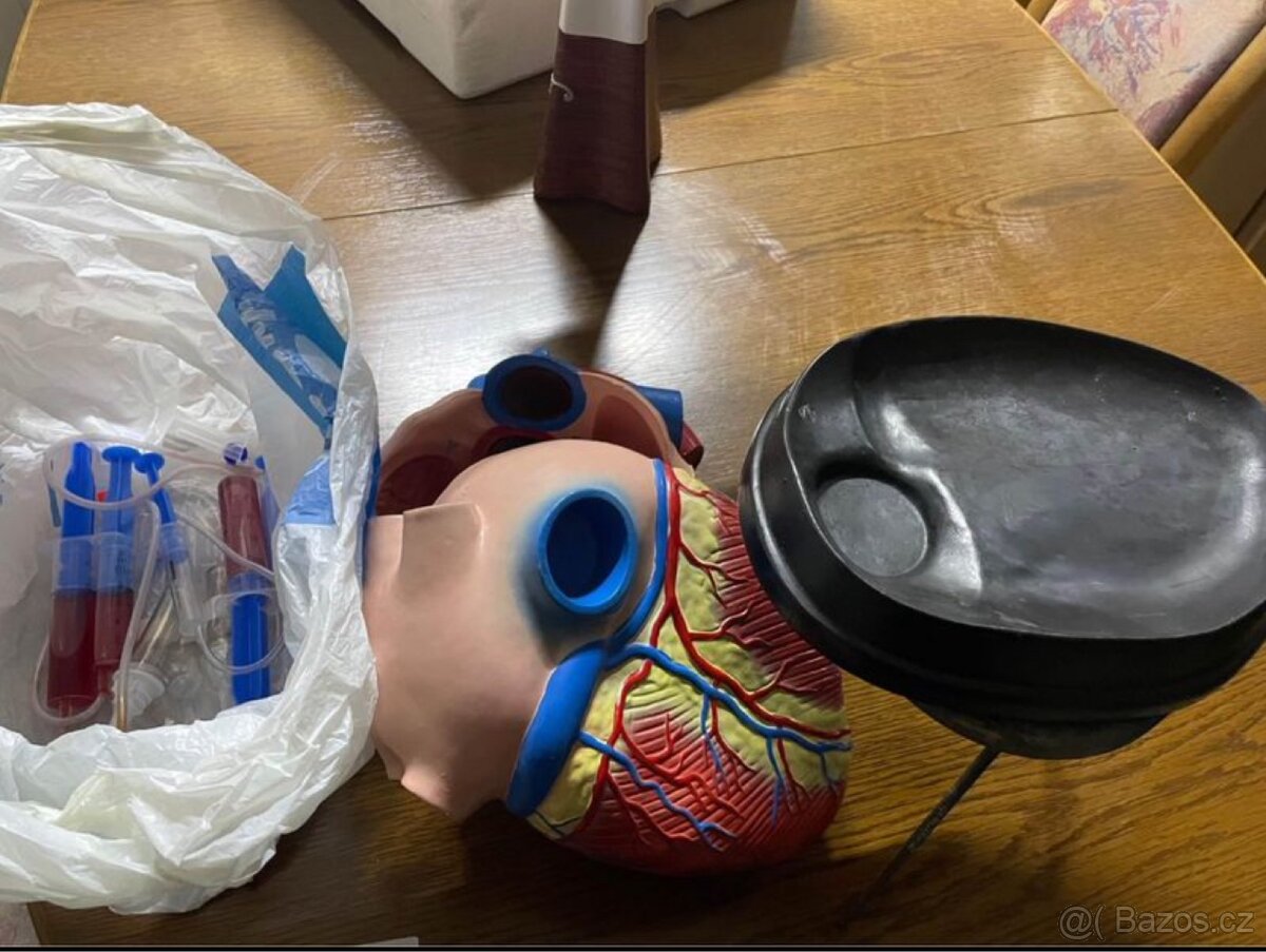 model lidské srdce - 6