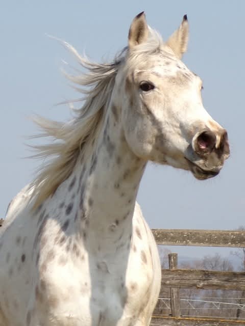 Appaloosa kobylka - 6