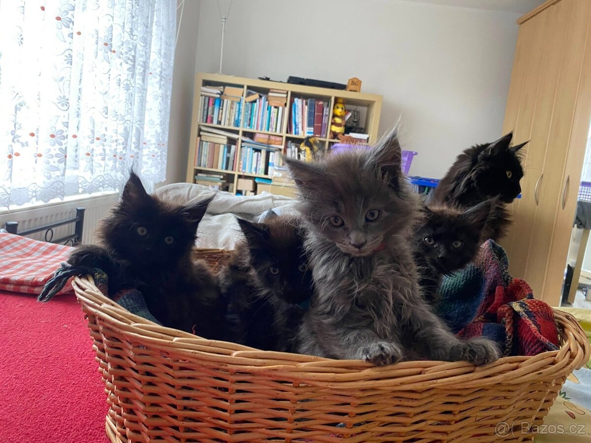 Čistokrevné mainské mývalí koťátko - blue smoked - holčička - 6