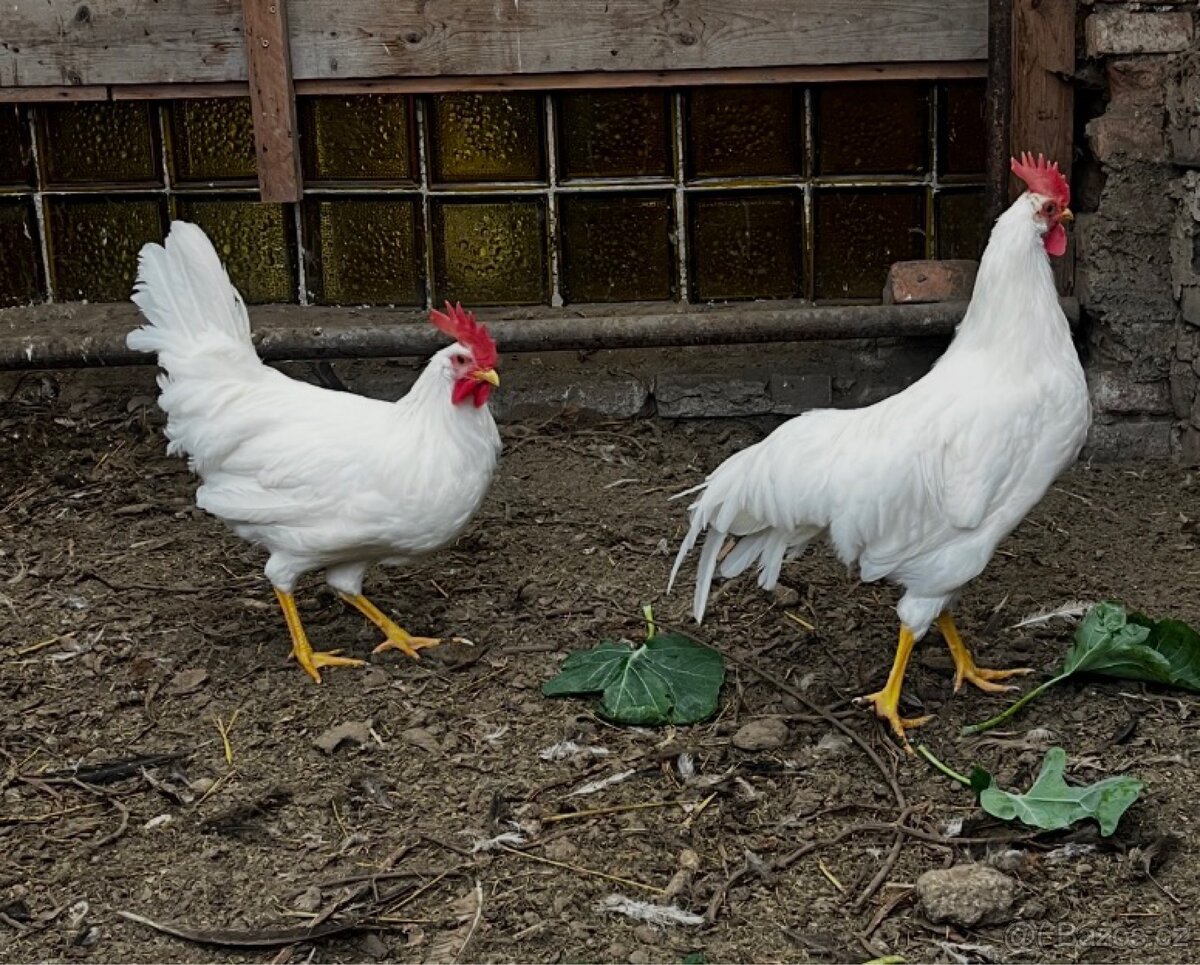 Kohouti LENGHORN - 6