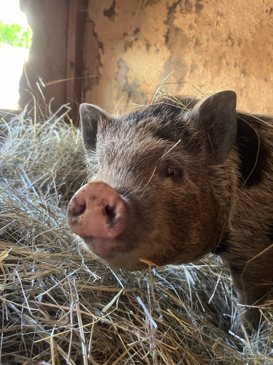 Gottingenská sviňka k chovu - 6