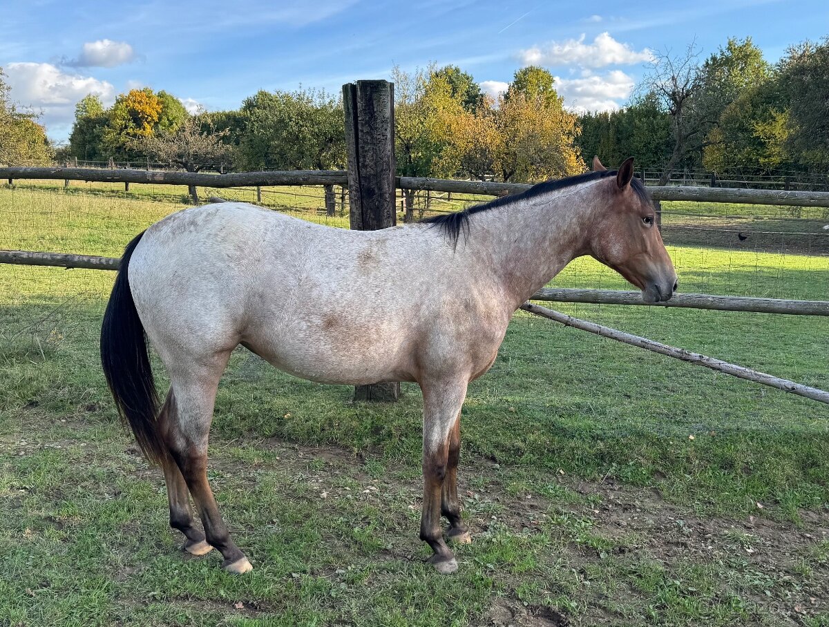 Mladá klisna atraktivní barvy - 6