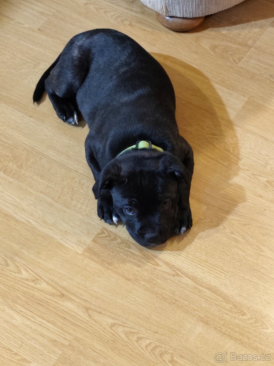 Nabídka psa - 6
