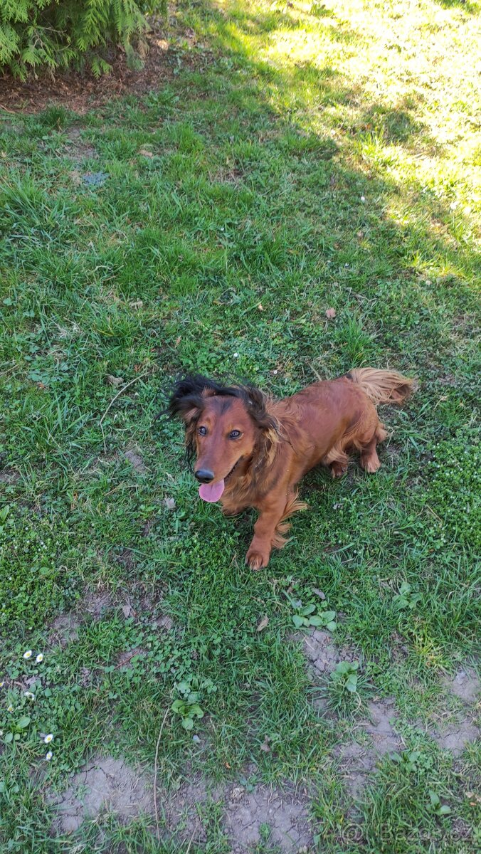 Jezevčík dlouhosrstý standard - 6