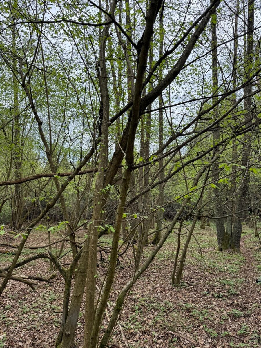 Prodám lesní pozemek v k.ú. Bednáreček - 6