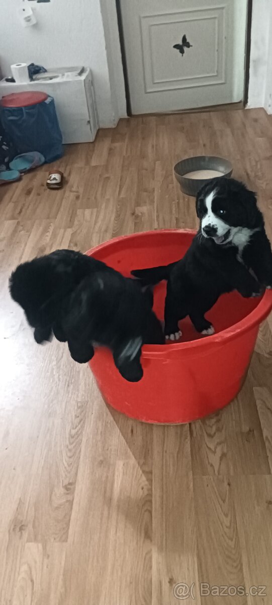 Bernský salašnický pes štěňata bez PP - 6