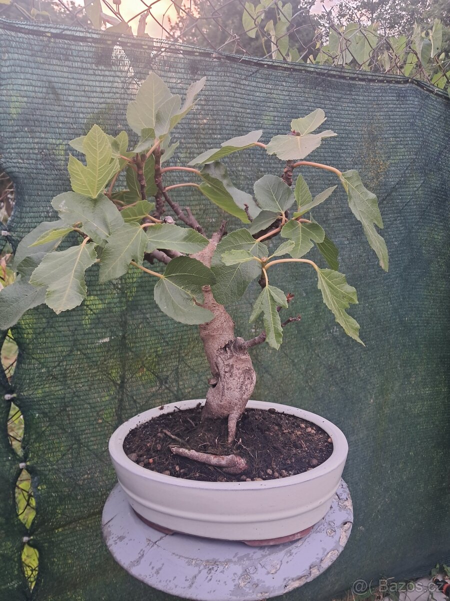 Bonsaj, bonsai Smokvoň - 6