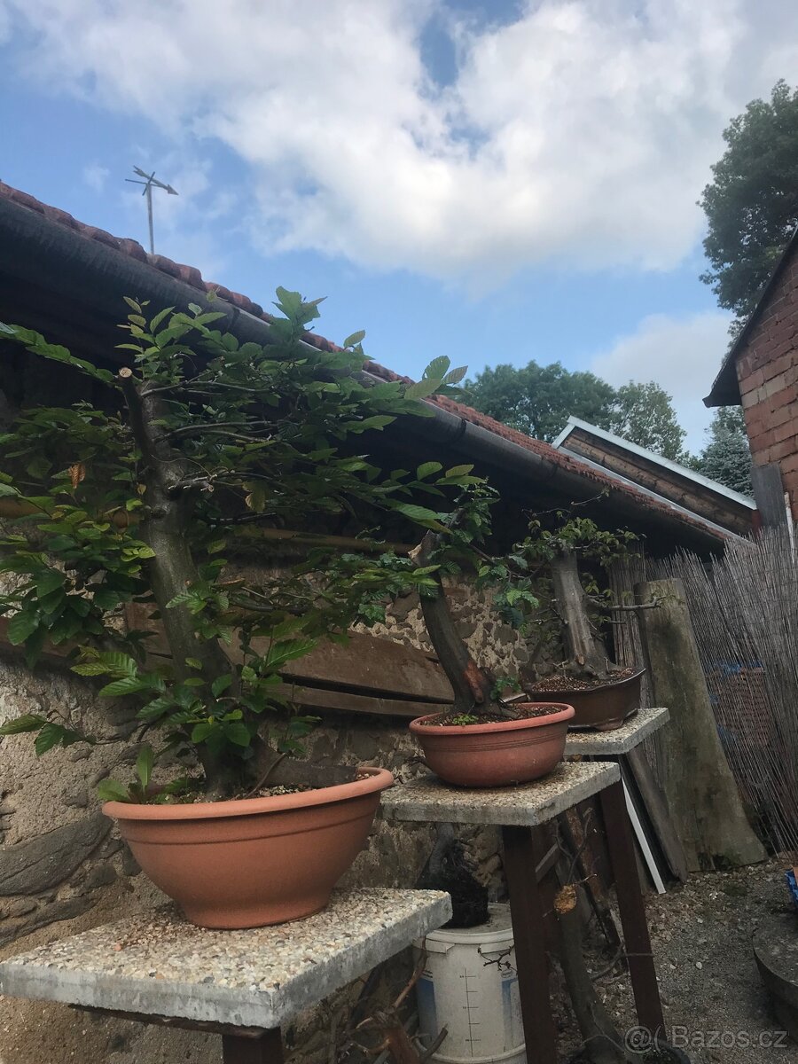 Bonsaj Bonsai - 6