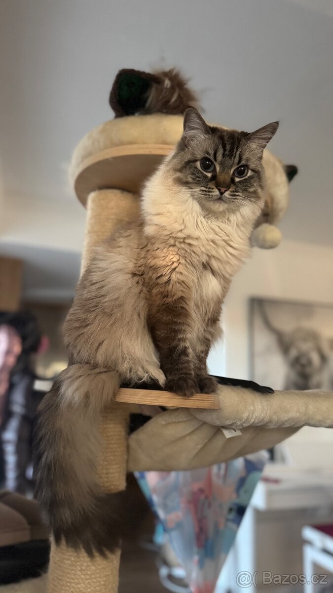 Ragdoll kocour a kočka - 6