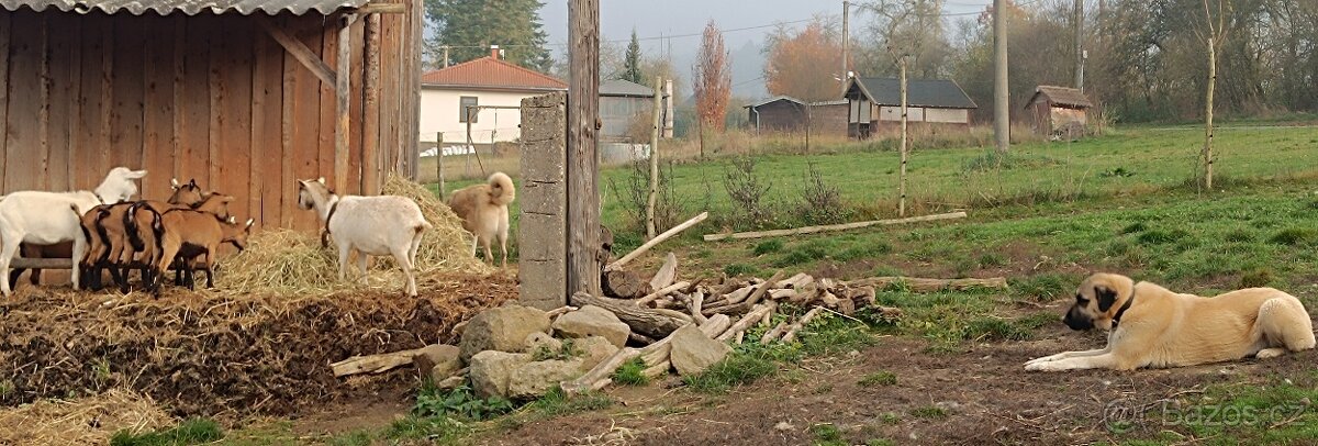 Kangalský pastevecký pes- štěňátka s pp - 6