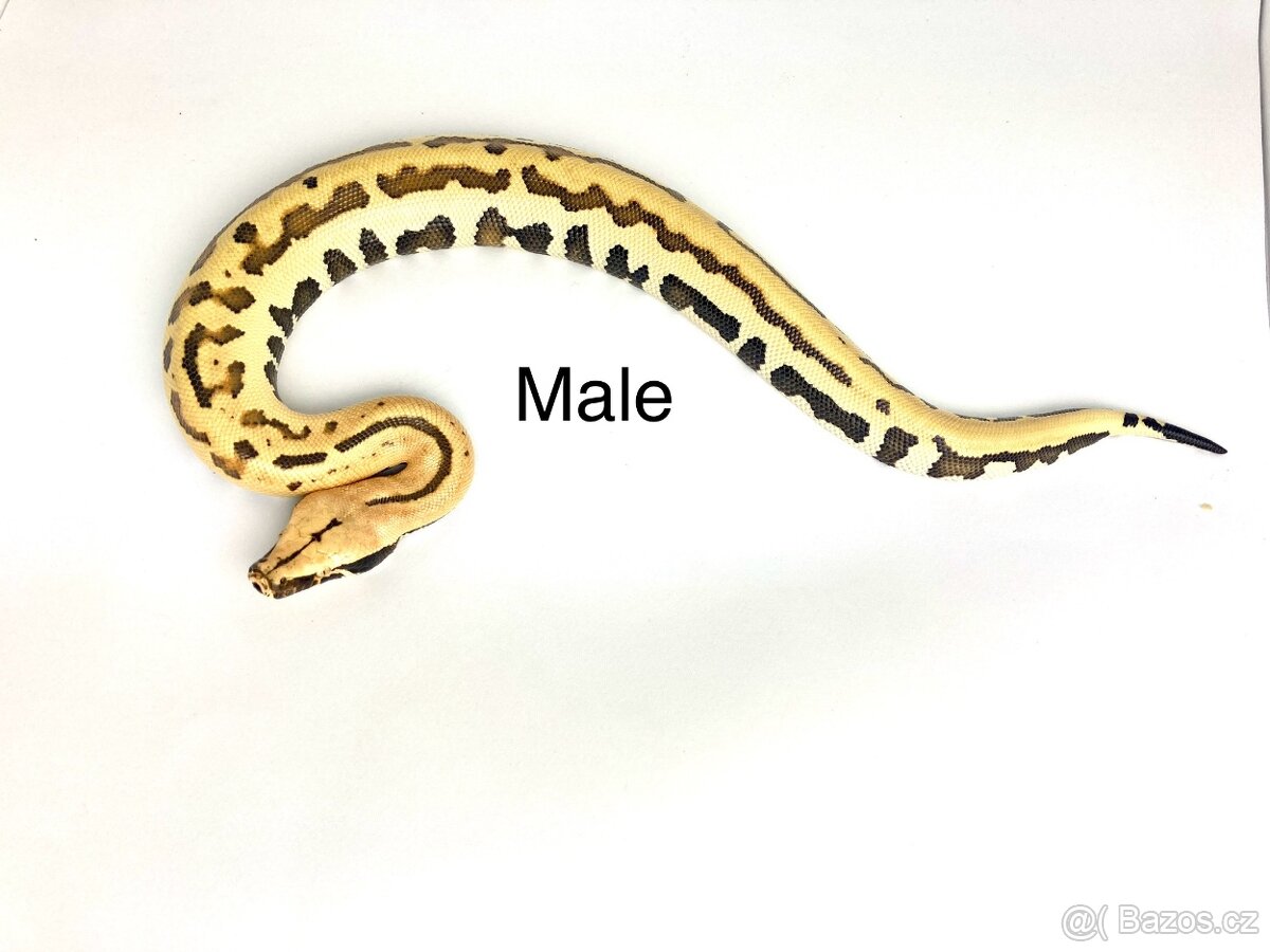 Krajta pestrá - Python brongersmai - 6